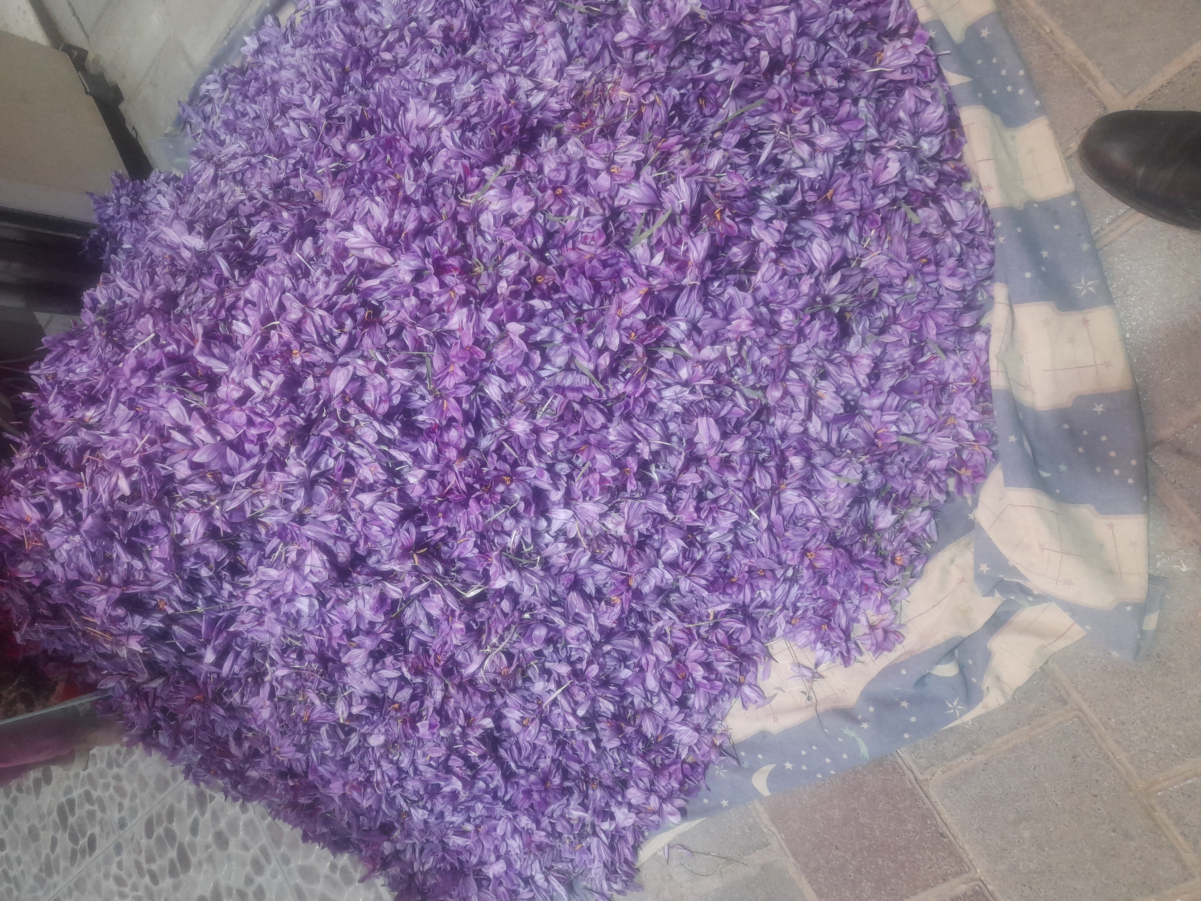 گل زعفران‌نیشابور